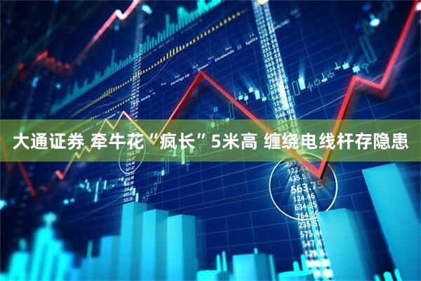 大通证券 牵牛花“疯长”5米高 缠绕电线杆存隐患